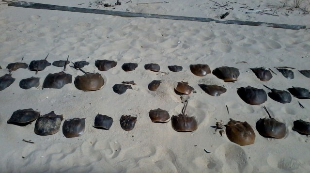 Did the demise of horseshoe crabs like these help give Delaware's Slaughter Beach its peculiar name? 